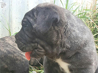 cucciolo cane corso nero